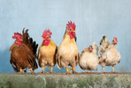 Three roosters and two hens