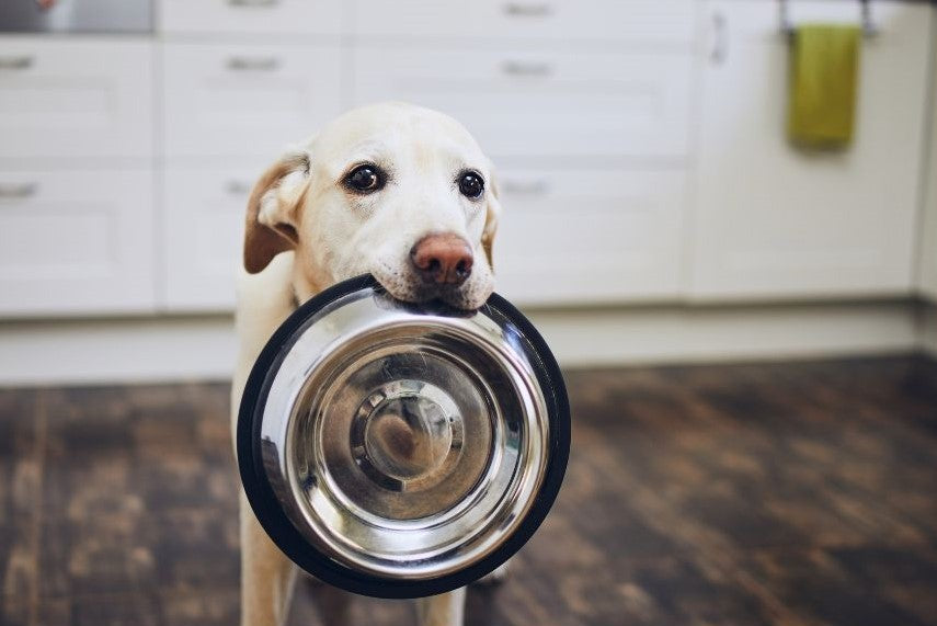 The Hidden Hazards in Your Pet's Bowl and Beyond