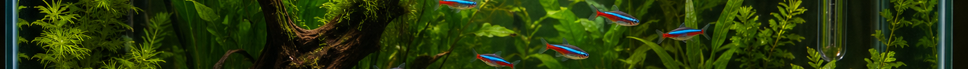 Naturally planted tropical community tank