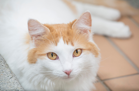 Turkish Van Cat