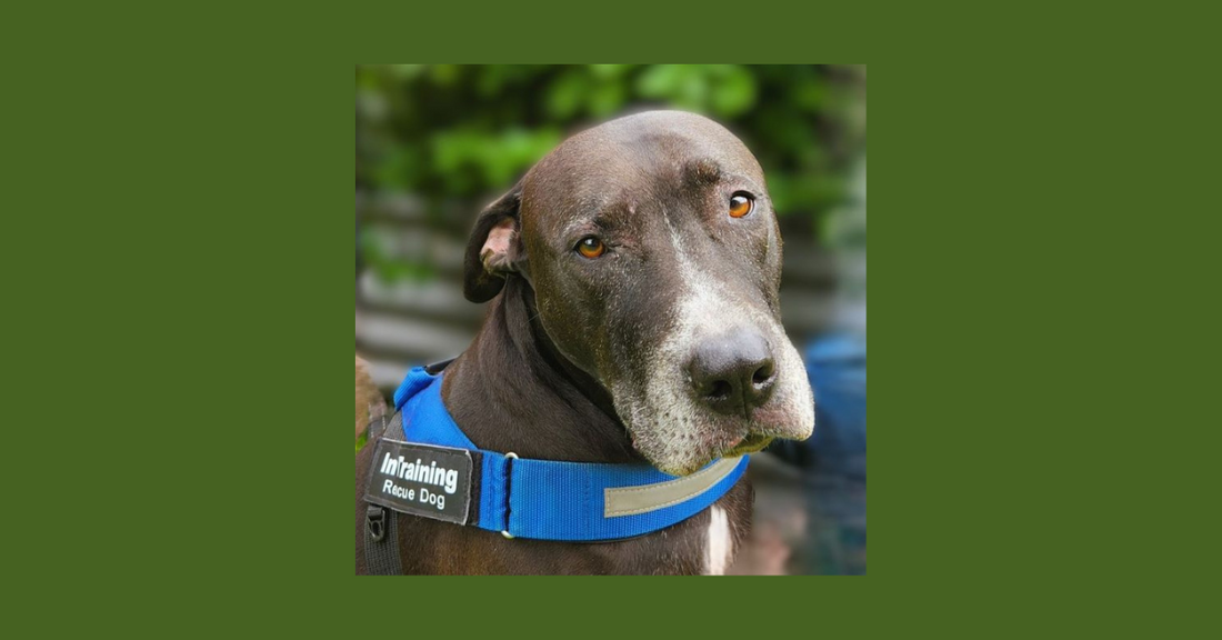 Hiccup, a Bull Arab Crossbreed dog - A gentle giant. 