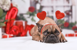 A Brown French Bulldog lies on a white carpet, Valentine's decorations are in the background. The dog wears a headband with two red glitter love hearts on it's head. 