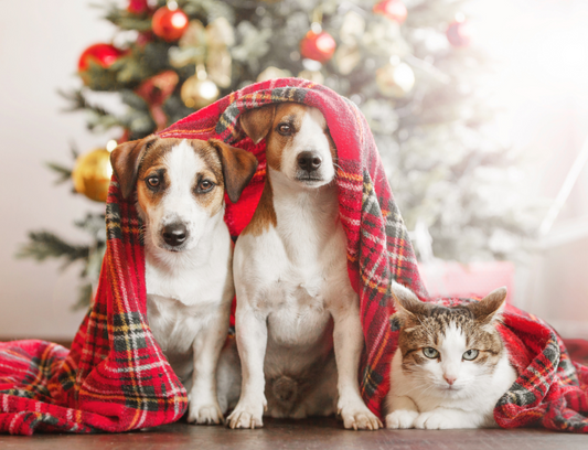 Two Jack Russell dogs and a tabby cat ready for Christmas. 