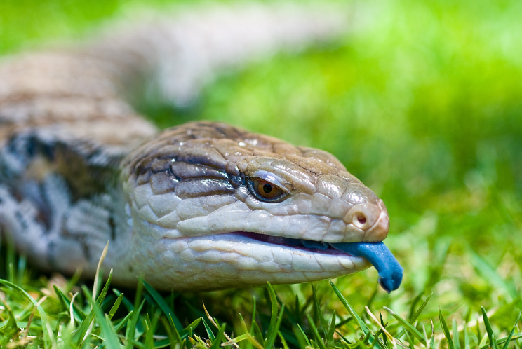 Blue tongue lizard on grass sticking it's tongue out
