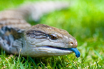 Blue tongue lizard on grass sticking it's tongue out