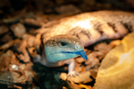 Blue tongue lizard under lighting, sticking it's tongue out