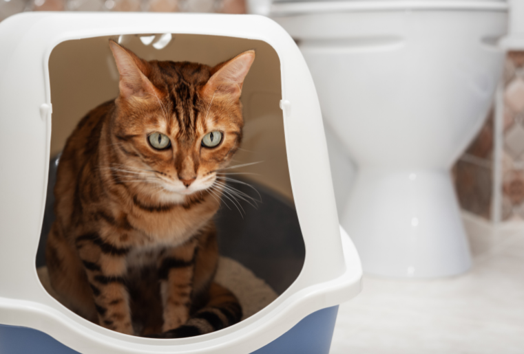 Brown tabby cat using a litter tray 