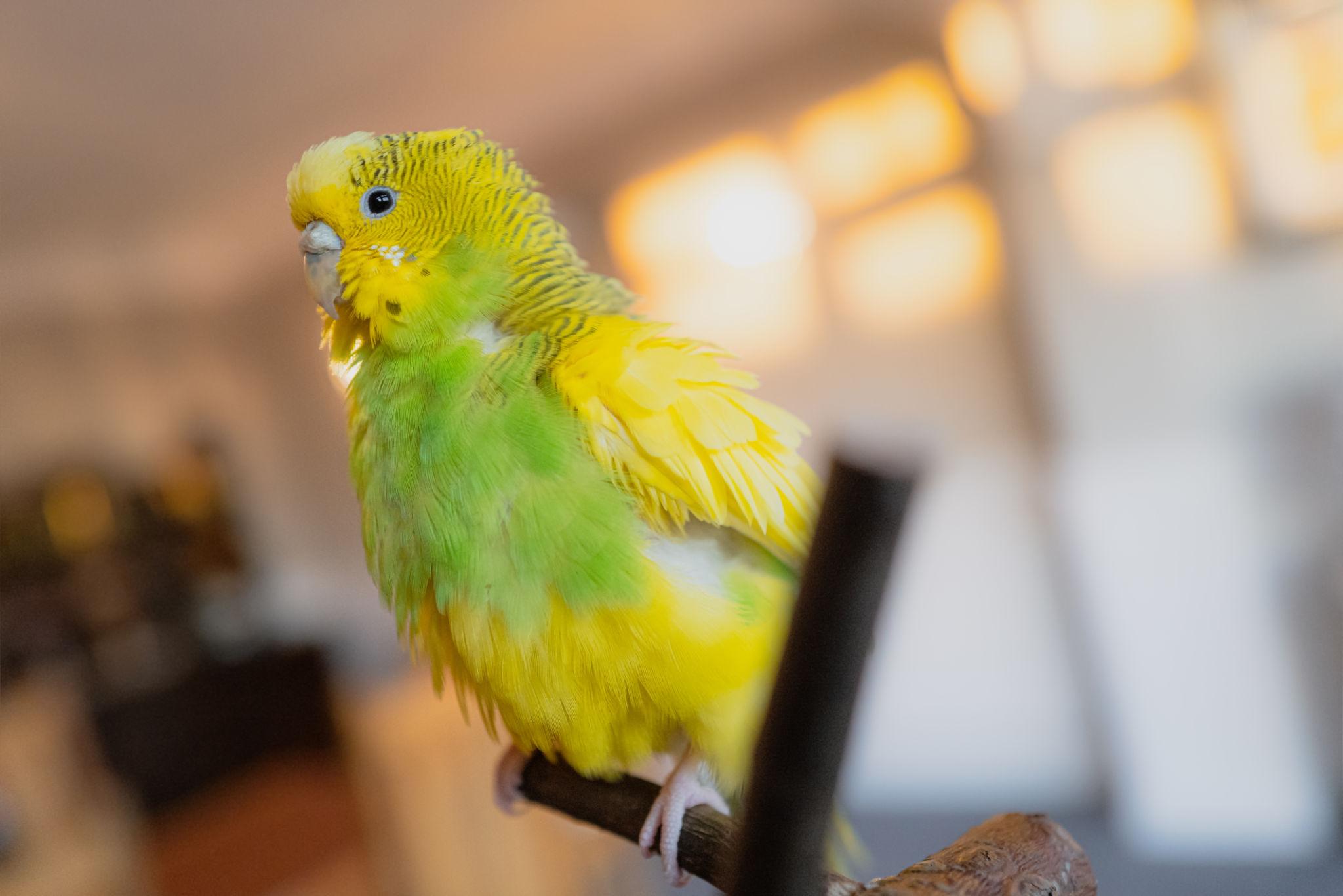 Green and yellow budgie, a bit fluffed up, not looking well. 