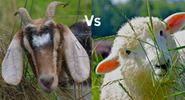 Split image - goats vs sheep