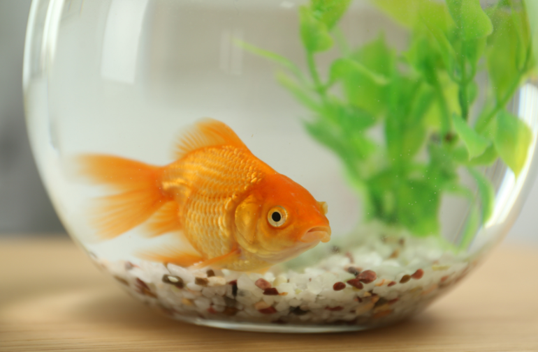 A goldfish in a small bowl