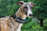Brindle and white Greyhound