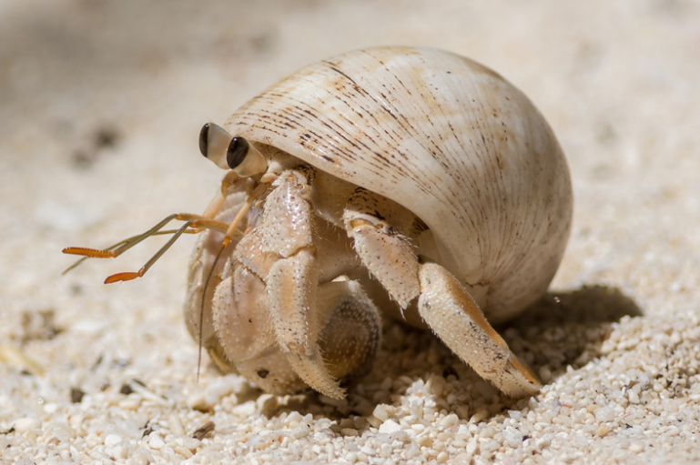 Hermit crab on sand