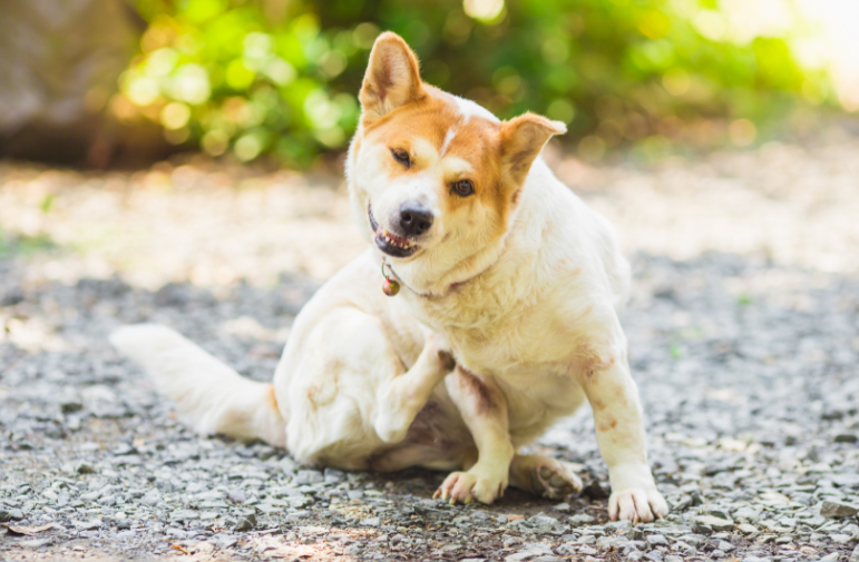 A small dog itches itself in an outdoor setting. 
