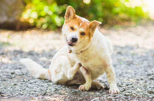 A small dog itches itself in an outdoor setting. 