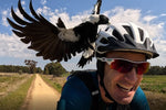 Australian Magpie swooping a cyclist
