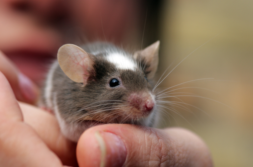 Brown and white pet mouse in a person's hand