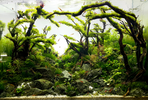 Billabong natural fish tank