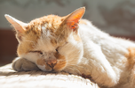 An old Ginger and white cat lies in the sun sleeping. 