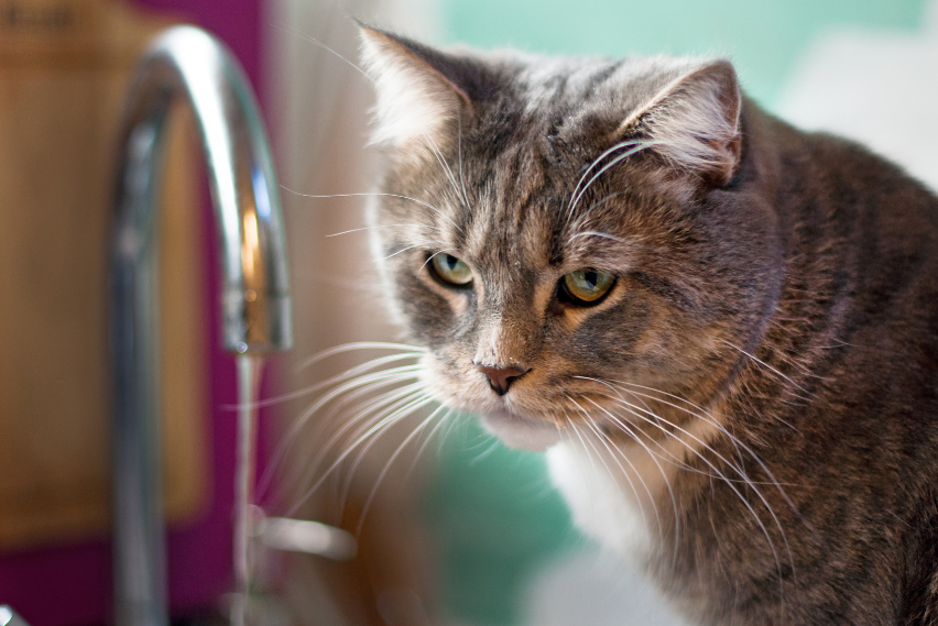 Keeping Pets Hydrated: Why Hydration Matters and How to Make It Easy