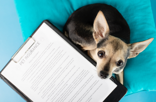 The Great Debate - To Insure or Not to Insure Your Furry Friend