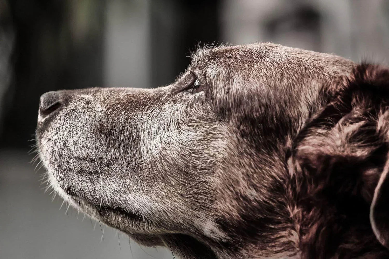 close up photo of an old brown dog 