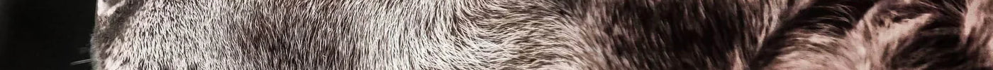 close up photo of an old brown dog 