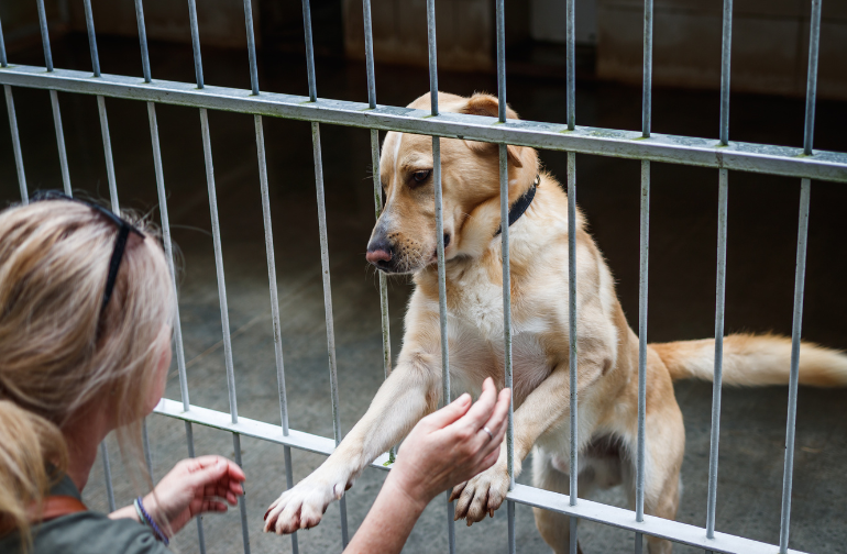 A woman interacts with a dog in a cage, at a shelter. 