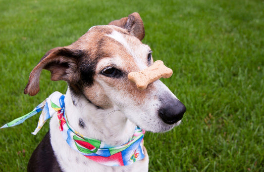 teaching dogs tricks