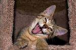 A Tabby kitten pulling a weird face. 