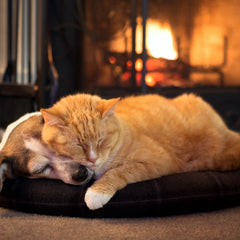 A ginger cat lies on top a a Beagle, in a small round bed, in front of an open fireplace, in a home setting. 