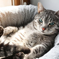 Grey tabby cat lies on it's back in a circular light grey plush bed. Sunlight filters into the space. 