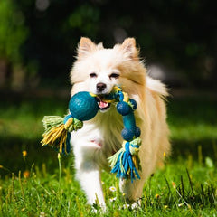 Light coloured Pomeranian dog, running on lush green grass, with a blue rope toy in it's mouth. 