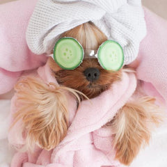 small brown terrier wearing cucumber glasses, with a white towel wrap on it's head, wearing a soft pink dressing gown, resting on a pink cushion, relaxing. 