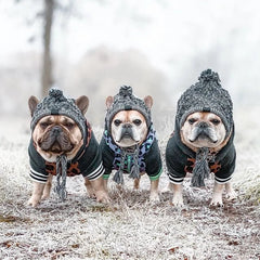 Three French Bulldogs wear Cozy Knitted Winter Hats in a Snowy outdoor setting. 