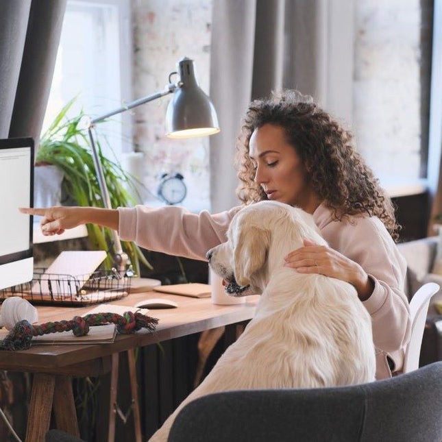 home setting, a woman with curly hair, sits by a desk on a chair.  A Labrador dog sits on a chair beside her, the woman is pointing to a computer screen. There are plants, paper work, a file tray, headphones and a dog rope toy on the desk. 