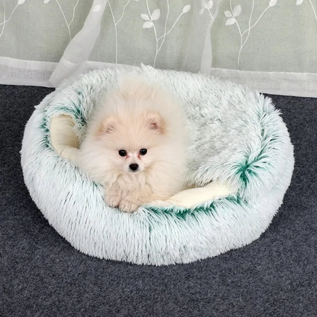 white Pomeranian sits on top of a green snuggle bed in a home setting