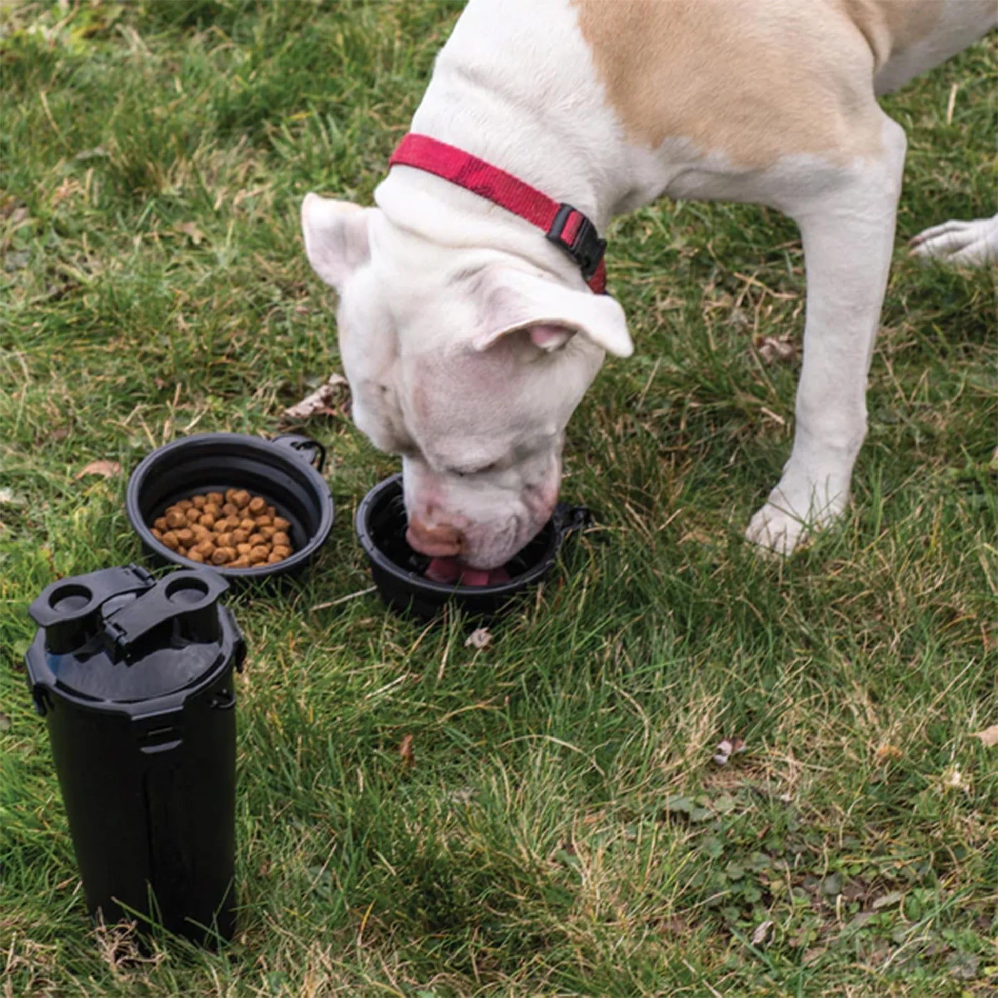 A white and tan dog feeds from a black 2-in-1 Pet Hydration and Snack Station in an outdoor setting. 