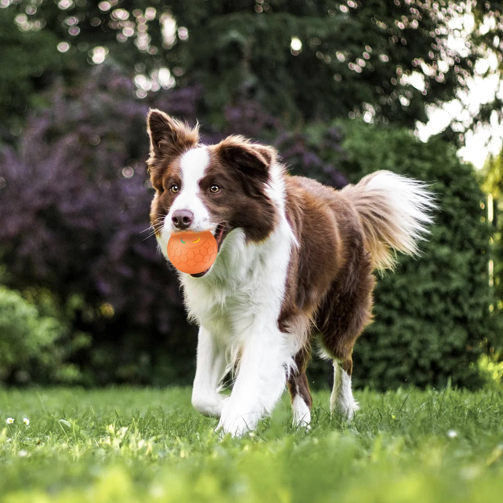 A Border Collie runs outdoors with an Orange SmartPlay Rolling Pet Ball in it's mouth
