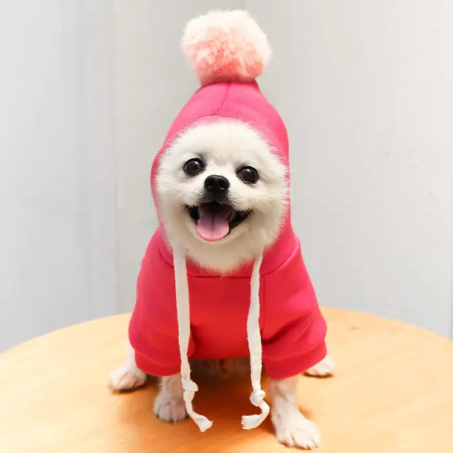 Rose Red hoodie with pom pom, on a white dog, who is sitting on a wooden surface, light grey backdrop. 