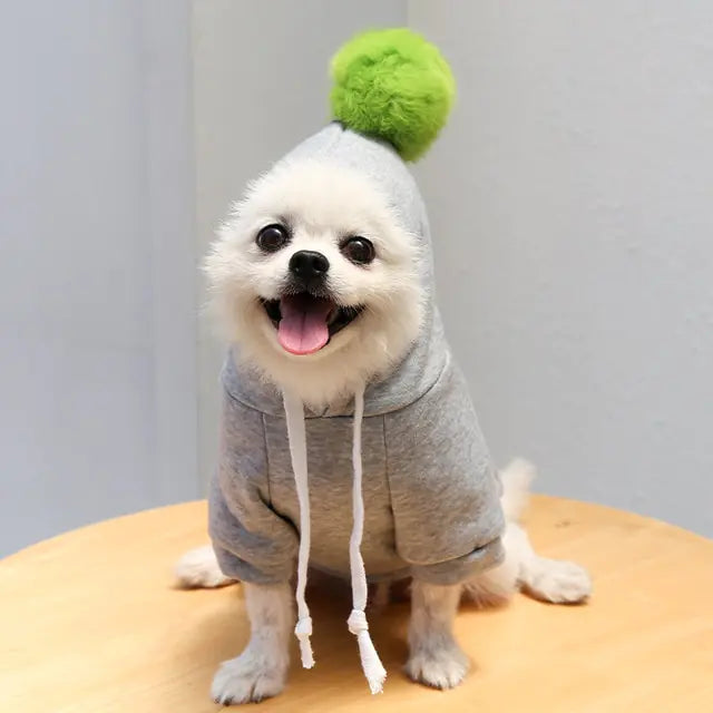 small white dog sits on a wooden surface, light grey backdrop, wearing a grey hoodie with a green pom pom. 