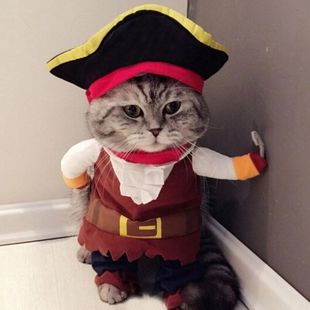 cat wearing the pirate costume in a home setting