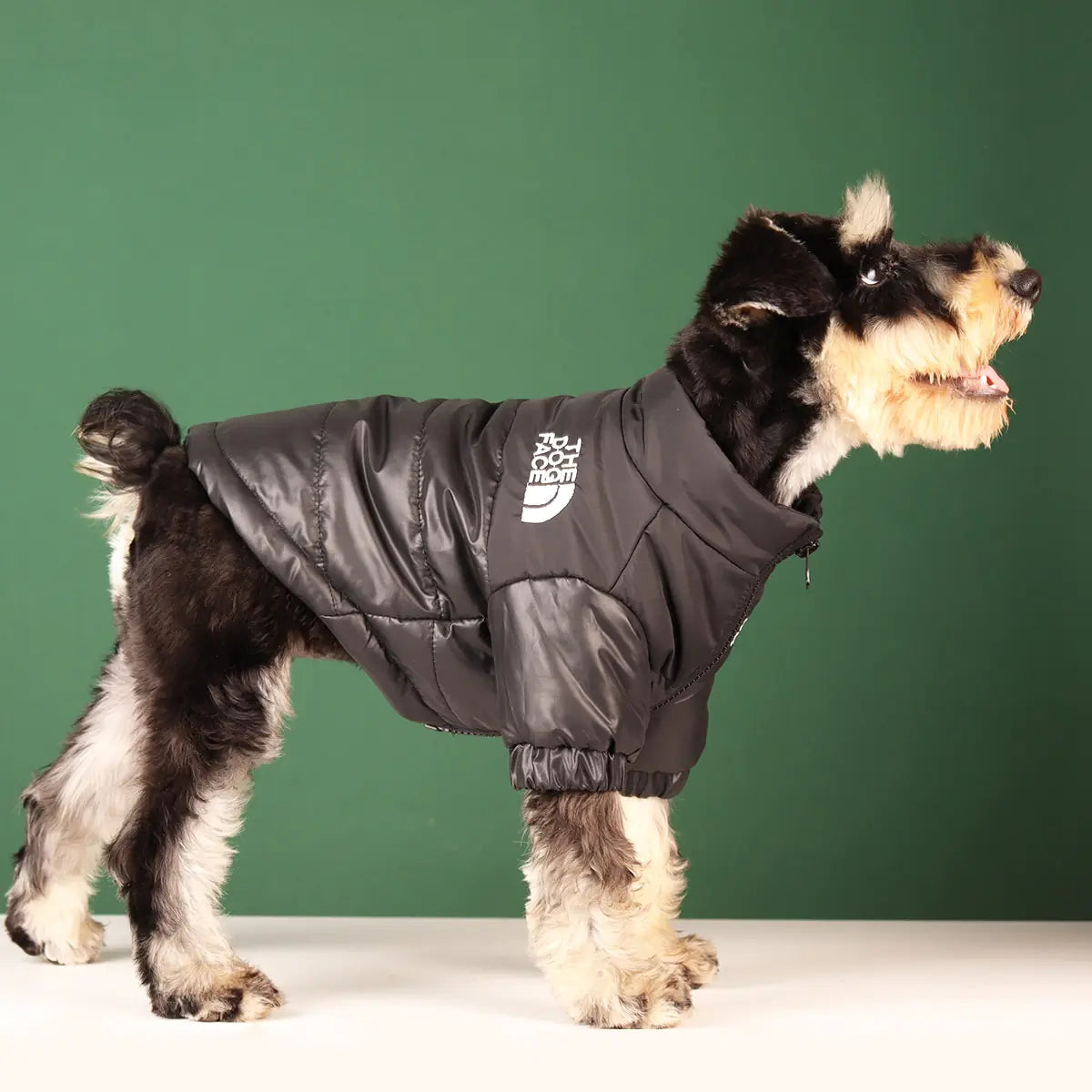 dog wearing a black windproof jacket on a white floor with an olive green wall background. 