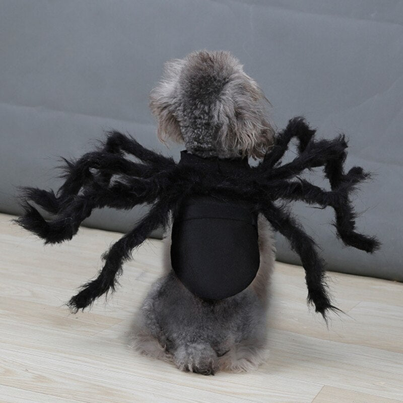 silver dog facing a grey wall, wearing the black spider costume, shown from the rear, in a home setting. 