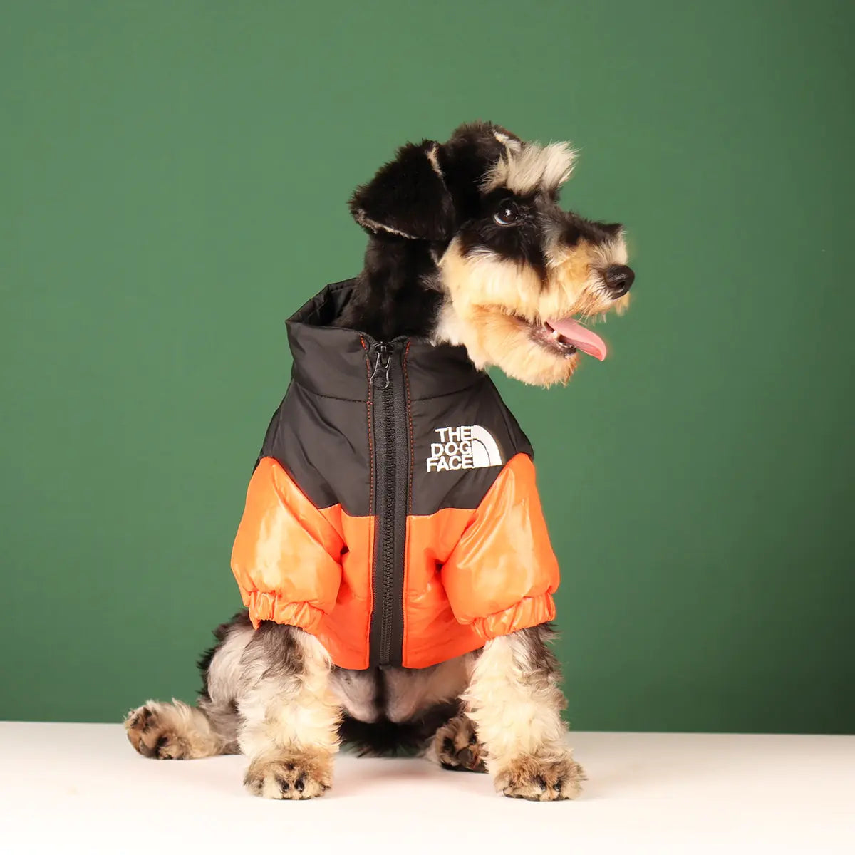 dog wearing an orange and black windproof jacket, sitting on a white floor with an olive green wall background