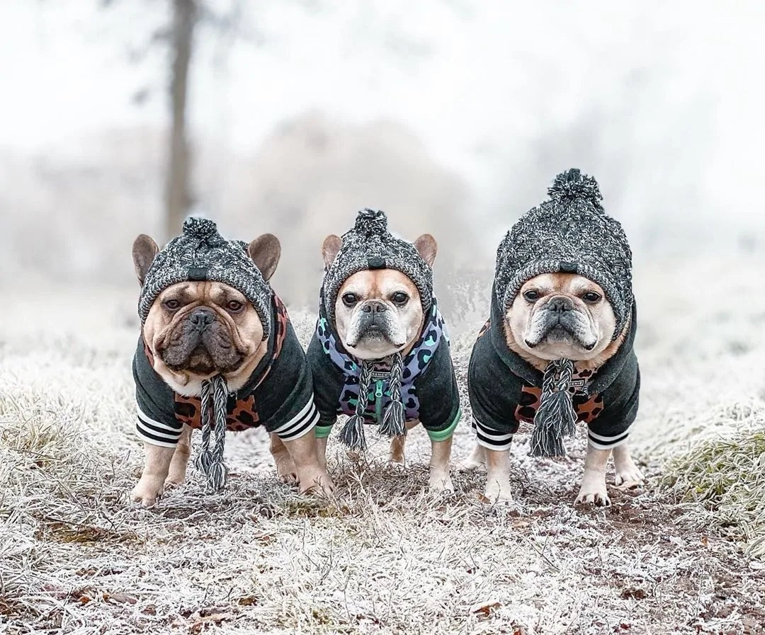 Outdoor winter scene, three beige pug dogs, stand on snow covered grass, blurred trees and white wintery sky in the background. the three dogs stand side by side, each wearing jackets and grey wool hats. 