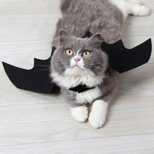 Grey and white fluffy cat wears black bat wing costume, lying on a wooden floor. 
