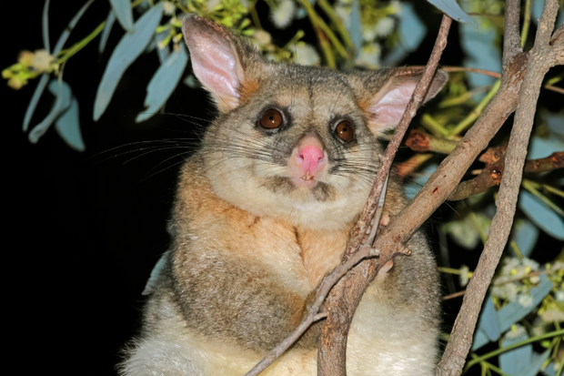 <h2>Wildlife Corner</h2>