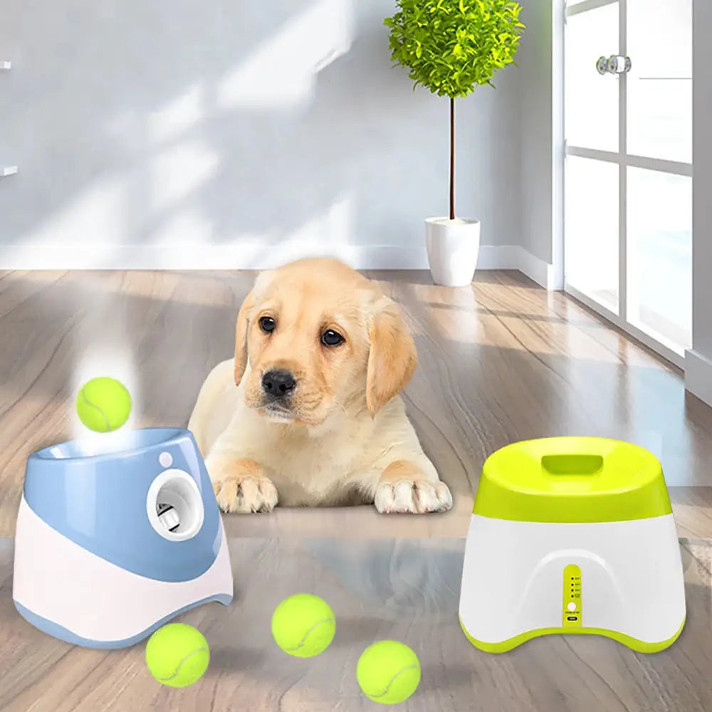 A Golden Retriever puppy sits in a home setting, in the forefront of the image, are two Automatic Tennis Ball Launcher of different colours and three tennis balls. 