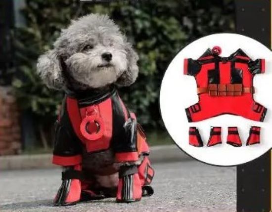 small grey poodle wears the Superhero Cosplay Costume in an outdoor setting. an smaller image is inset, showing the full outfit laid out on a white background 