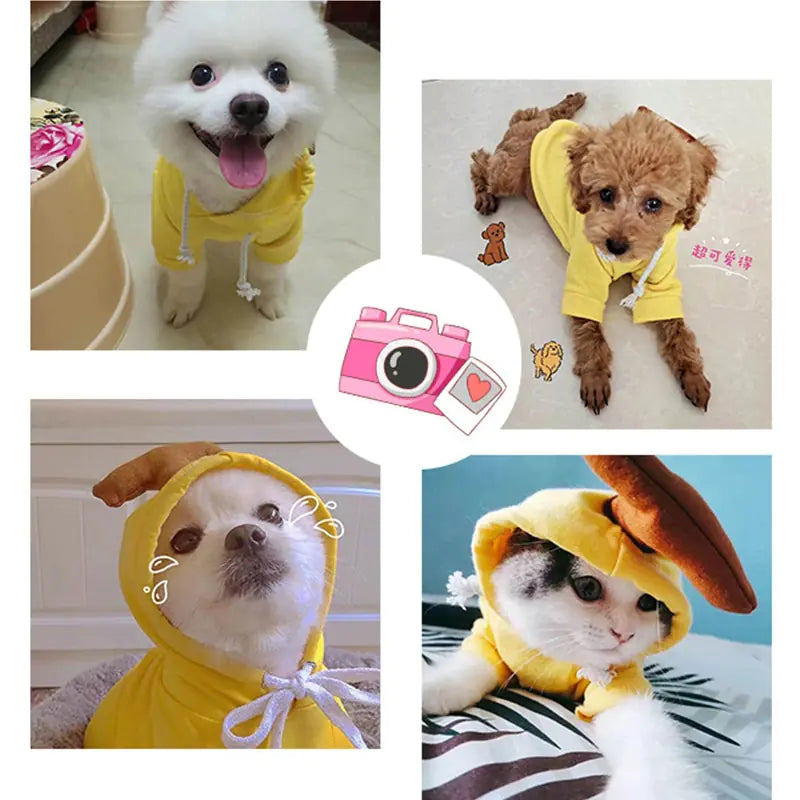 three dogs and a cat, wearing the yellow banana design hoodie in a home setting. 